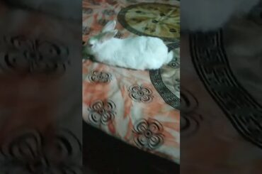 My Lovely#short #shortvideo #putuandtitli #cute #bunny #viral