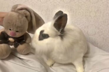 A cute rabbit and a plush cuddly bunny))