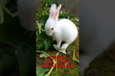 Very Cute Baby Rabbit Eating Food |#rahamanpetsworld #rabbit #rabbit_baby #babyrabbit