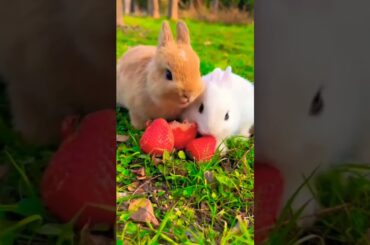 Cute baby bunny #shorts