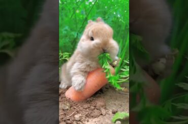 Cute baby rabbit eating carrots #shorts #viralshorts #youtubeshorts #ytshorts #shortsfeed #trending