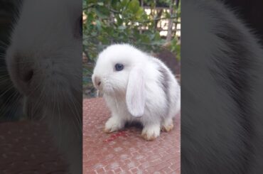 Cute Bunny #shorts #youtubeshorts #cutebunny #cute