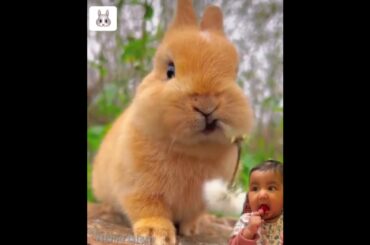 Fluffy cute bunny #shorts #ytshorts #animals #viral #bunny #cuteanimals #cutebaby