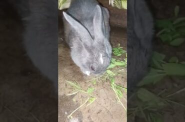 chinu jambu cute rabbit #shorts #youtubeshorts #youtubefeed #youtubeshortsfeed #rekhavlog #rabbit