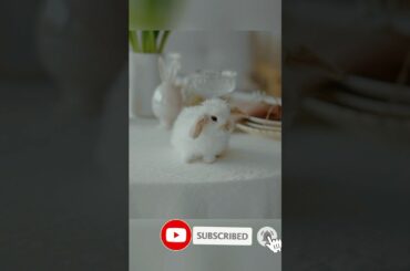 Rabbit || cute rabbit videos #shorts