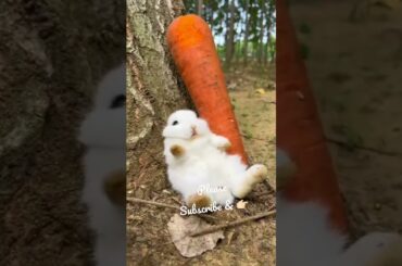 cute bunny #short