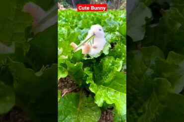 Cute Bunny #viral #shorts #youtubeshorts #pets #animals #animallover