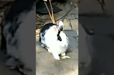 Cute Bunny #shorts #ytshorts #youtubeshorts #bunny #viral #animals #rabbit #rabbits #shortfeed