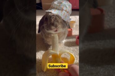 Cute Rabbit Eating Banana #shorts #rabbit #eatingbanana