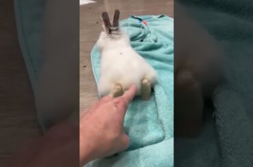 Funny Rabbit #short #shorts #rabbit #bunny #animal #animals #pets #petslover #viral #viralvideo#cute