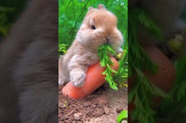 #shorts #cute #rabbit  #animals #pets #eating #food #carrot #viral #trending #subscribe #shortvideo