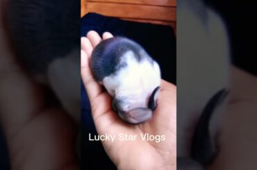 Cute Baby Rabbit