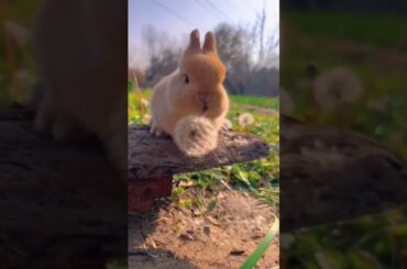Cute baby rabbit