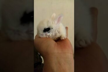 SO CUTE SO COOL BABY BUNNY