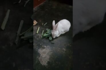 cute || #shorts #viral #khargosh #cute #rabbit #animals #youtubeshorts