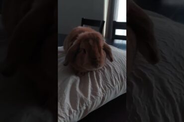 Cute Bunny!