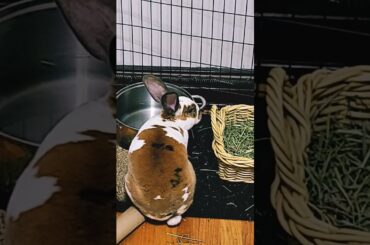 cute bunny drinks fresh water #shorts #viral #cute #funny #fyp #bunny #trending #blowup #comedy