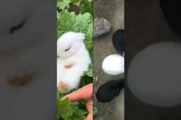 cute rabbit#short4