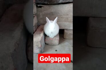 Cute rabbit || #shorts #viral #khargosh #rabbit #bunny #funny #animals #cute #pets #youtubeshorts