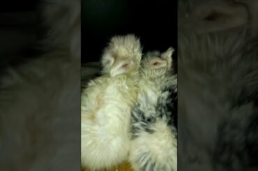 CUTE BABY BUNNY DRINK MILK