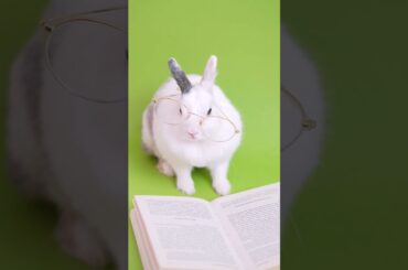 cute rabbit #shorts #viral #youtubeshorts