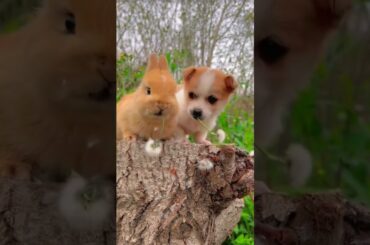 Cute bunny and puppy #shorts #cute