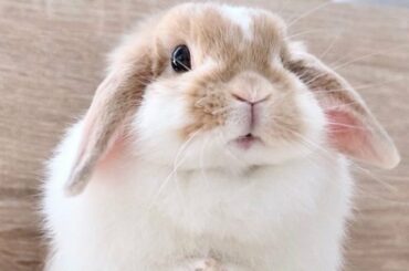 The Cutest Baby Bunny Rabbit Compilation Of NEW YEAR (2022)