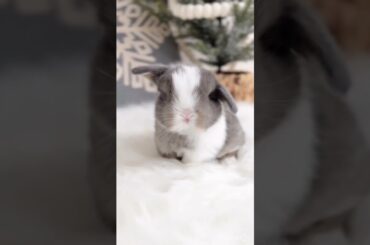Aww Bunny #short #shorts #rabbit #bunny #cute #baby #animal #animals #pets #pet  #viral #viralvideo