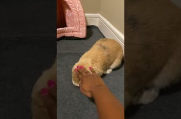 Cute bunny melts when head is rubbed. #bunny #rabbit #cutepets