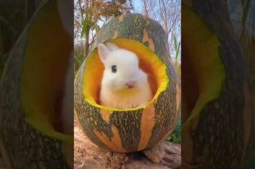 cute baby rabbit videos | funny and cute bunny videos #shorts #funny #viral #cute #video