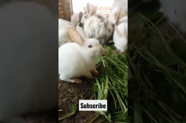 cute bunny | rabbit short #shorts