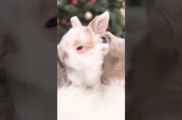 Baby Bunnies #short #shorts #rabbit #bunny #pets #pet #viral #viralvideo #cute#baby #animal #animals