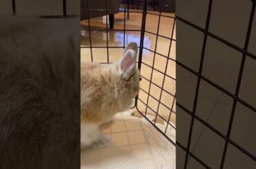 Rabbit Viral Video #short #shorts #rabbit #bunny #animal #animals #viral #viralvideo #baby #cute