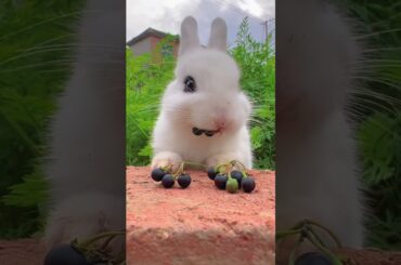 Cute Rabbit #shorts #rabbit