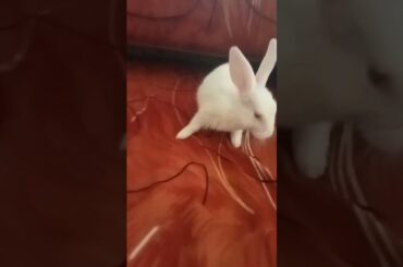 cute Rabbit #shorts #rabbit #animal #cute