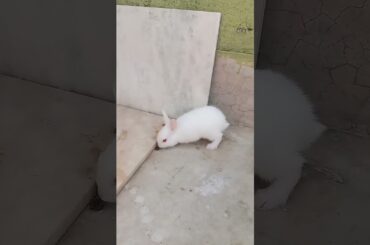 Cute baby bunny playing #crowncherrychinki