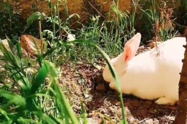 Cute animals# Cute bunny # Cute rabbit # Animals lovers # animals videos