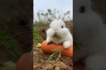 cute rabbit #short #shorts #animals @animalssr