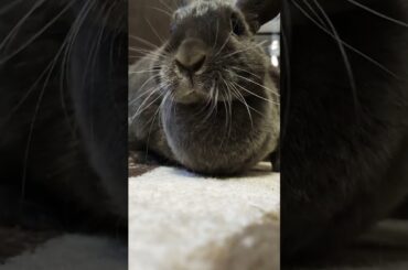 Cute Rabbit