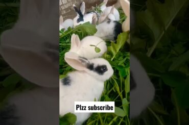 very very beautiful and cute rabbit #shorts