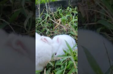 love Bunny #cute #bunny #shorts