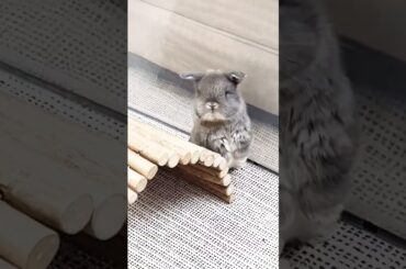 Cute Bunnies #short #shorts #rabbit #bunny #animal #animals #pets #pet #viral #viralvideo #cute#baby