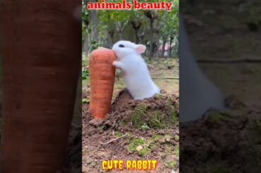 cute rabbit #trending #vidiotiktok #vidioviral #vidioshortviral #shorts