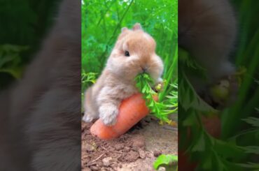 super cute bunny #shorts #rabbit #bunny
