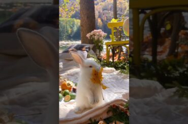 cute rabbit wandarfull nature