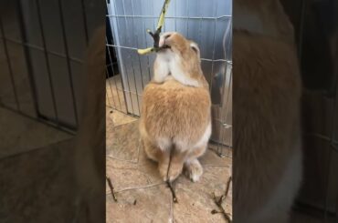 Cute Baby Bunny Rabbit Chewing Sound #Shorts