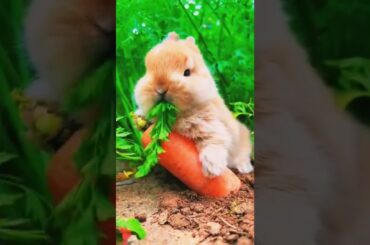 So Funny Cute Bunny #shorts #funny #viral