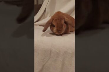 Cute Bunny!!!!!!