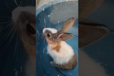 cute Bunny #shorts #shortvideo #viral