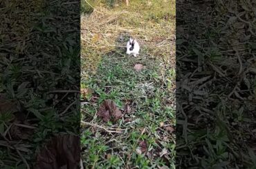 Cute baby rabbit. #shorts #youtubeshort